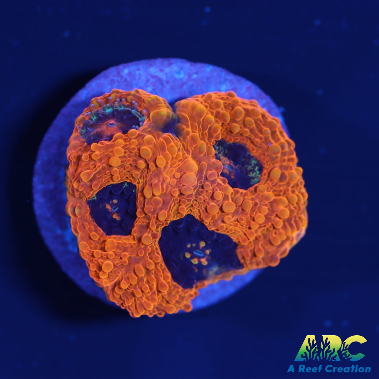 ARC Pumpkin King acan