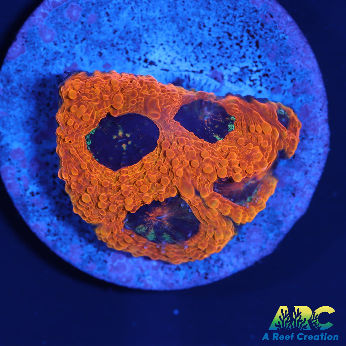 ARC Pumpkin King acan