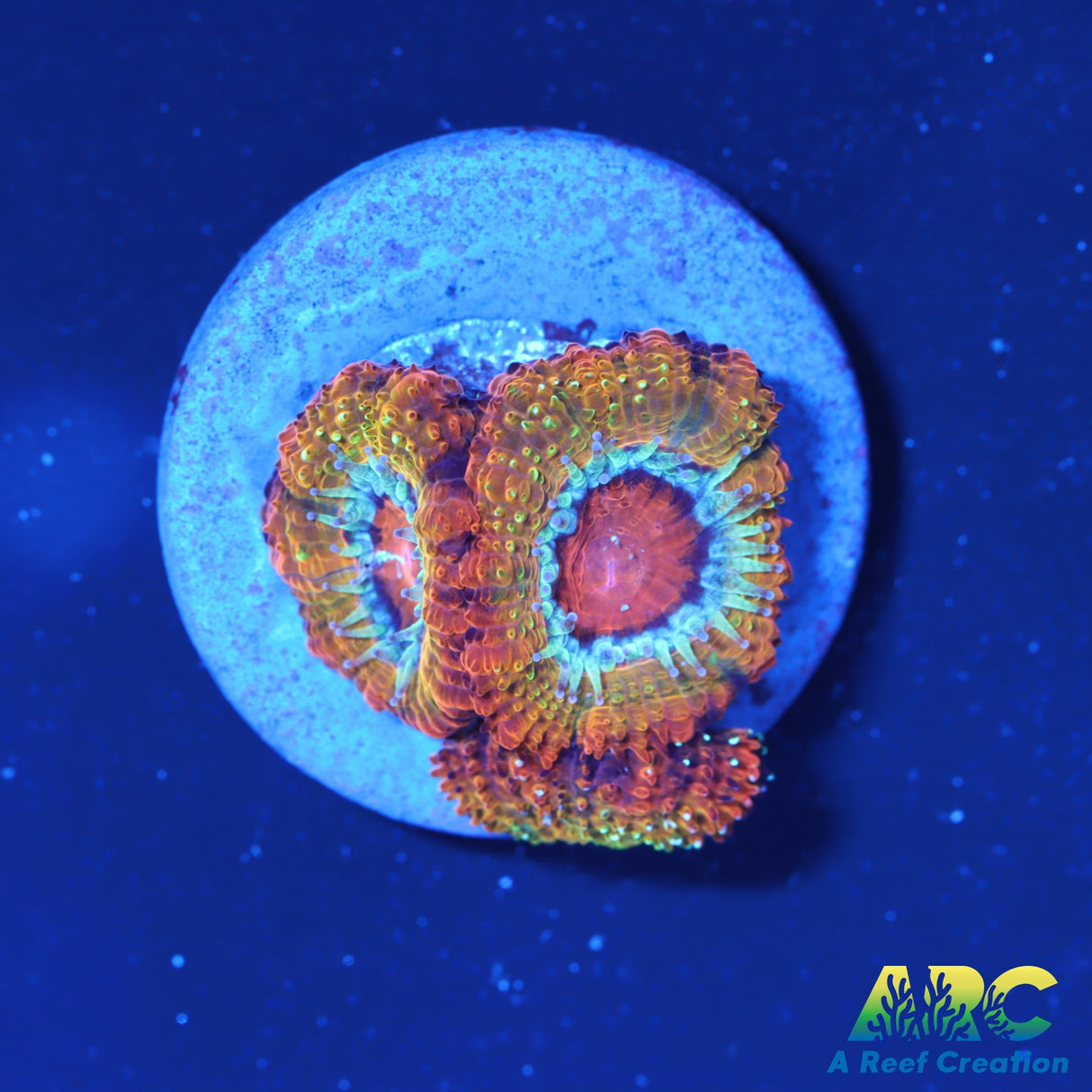 ARC Stardust Acan