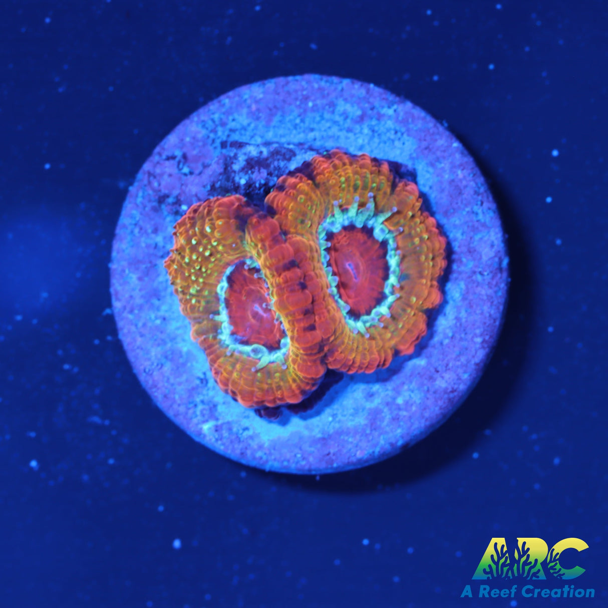 ARC Stardust Acan