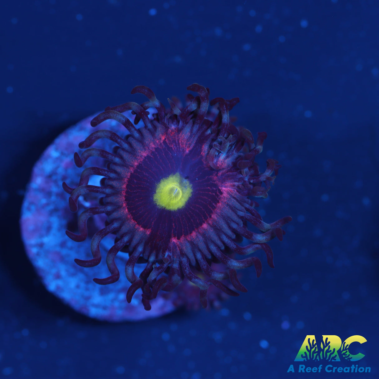 Pink Ring of Death