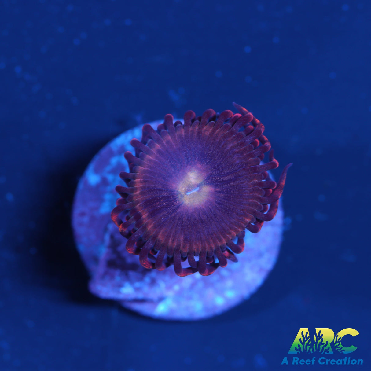 Cherry Blossom Zoa