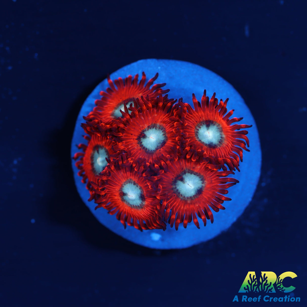 WWC Charmander Zoa