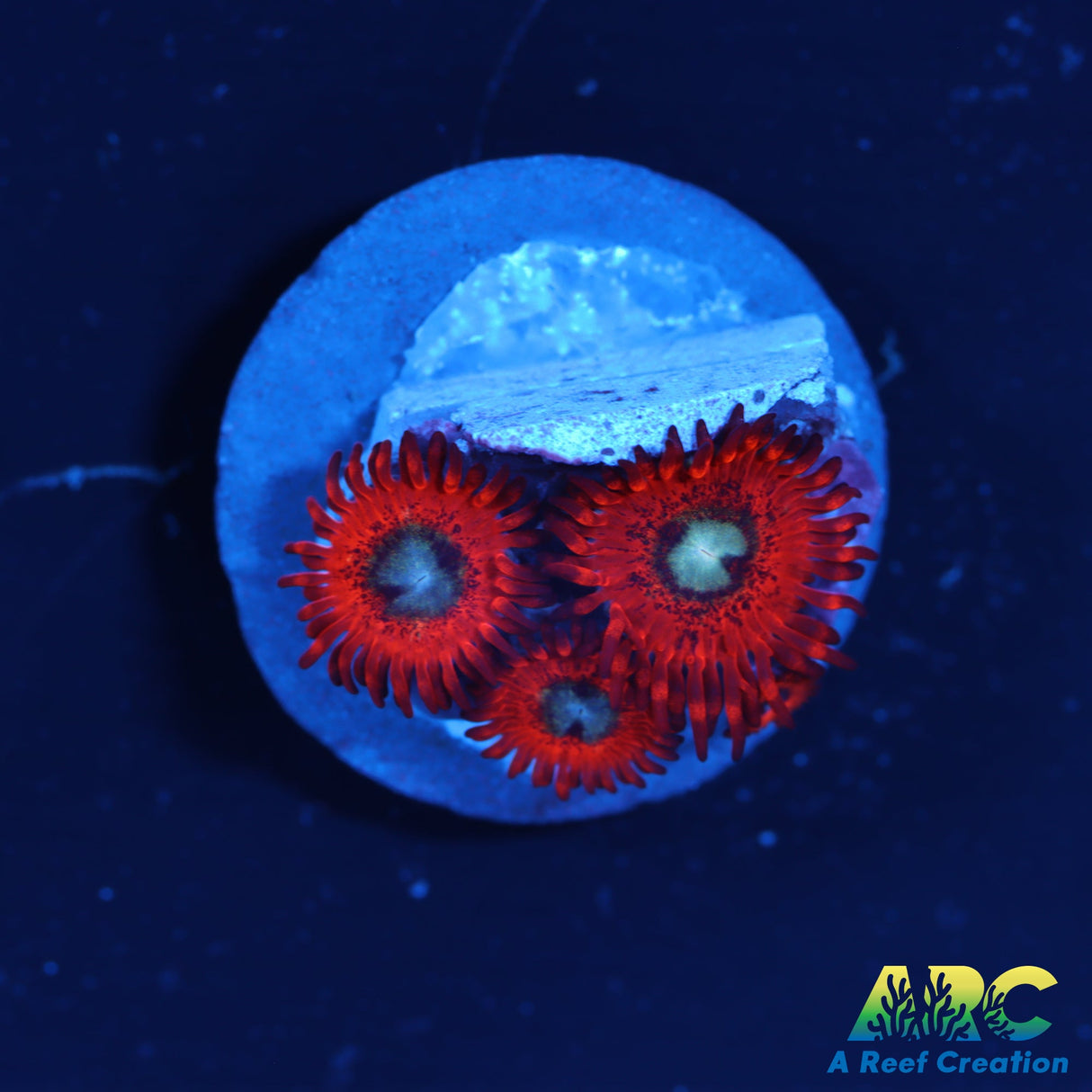 Charmander Zoas