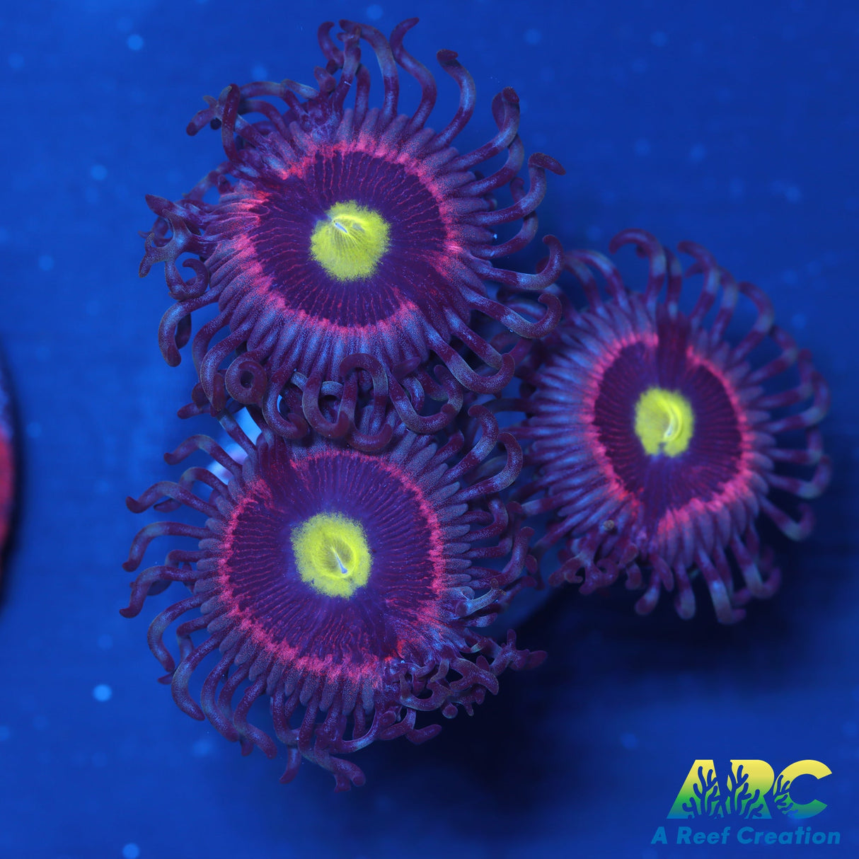 Pink Ring of Death Zoa