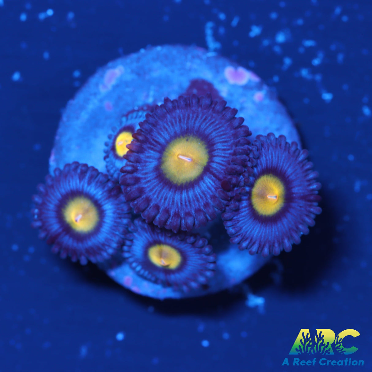 WWC AOI Zoas