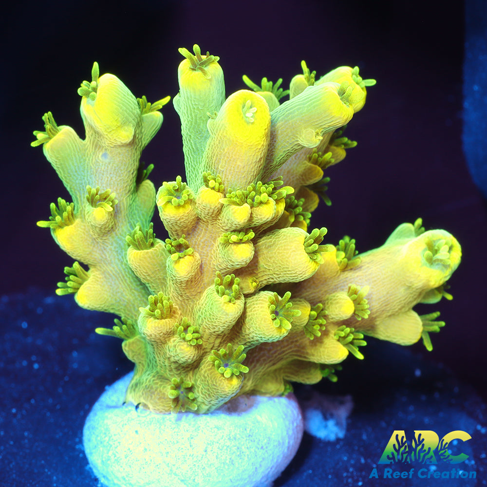 ARC Prince Acro