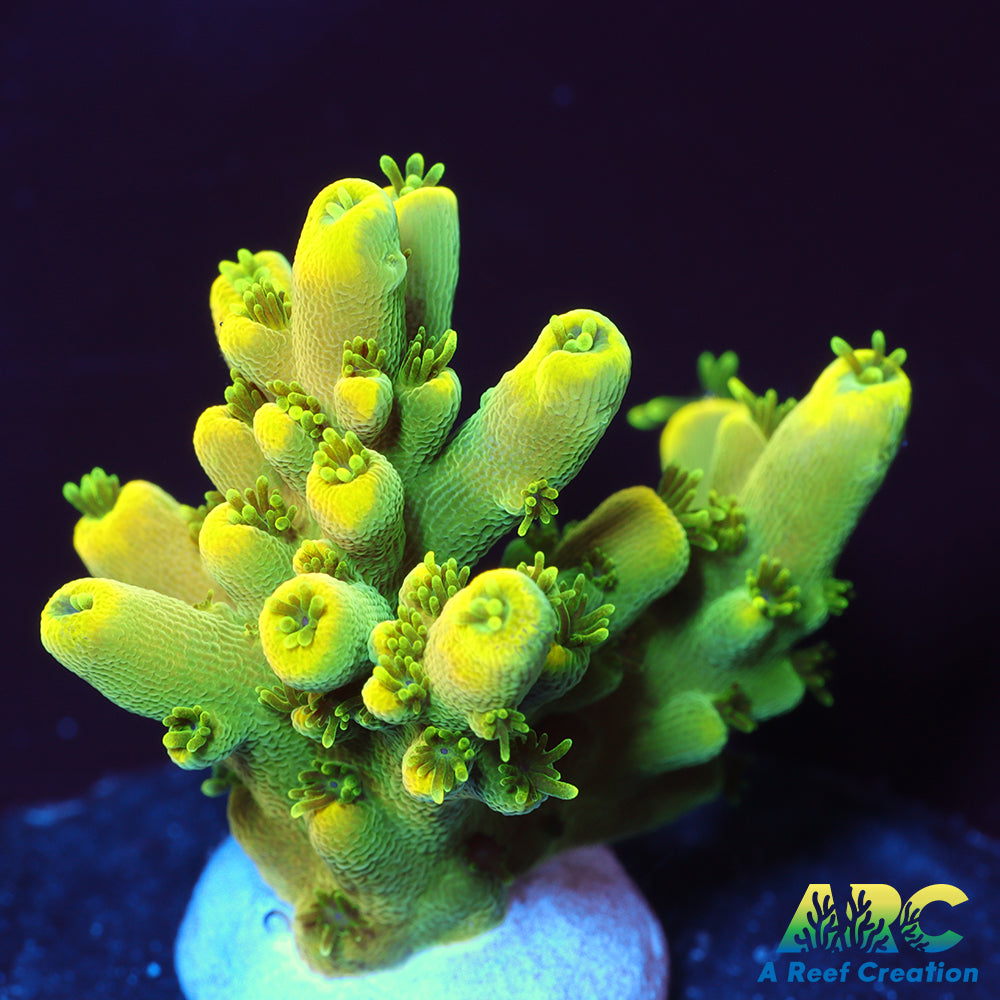ARC Prince Acro