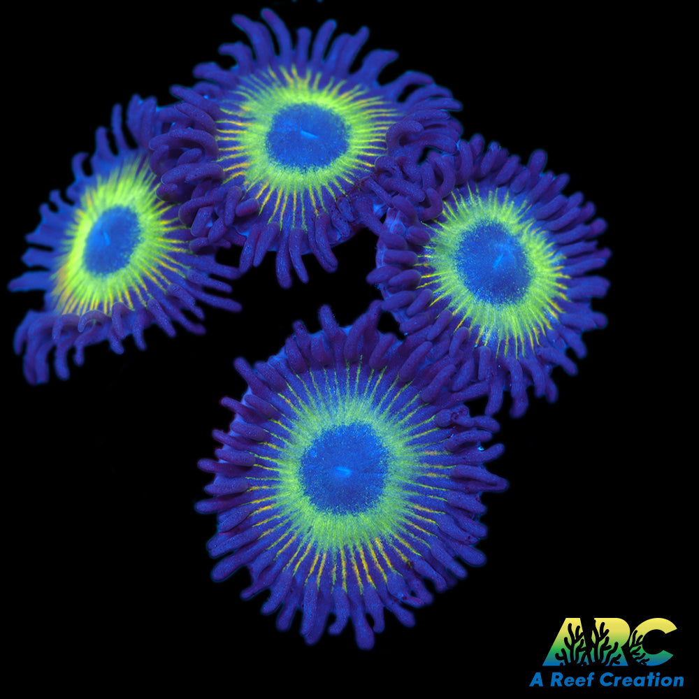 Mean Green Zoas