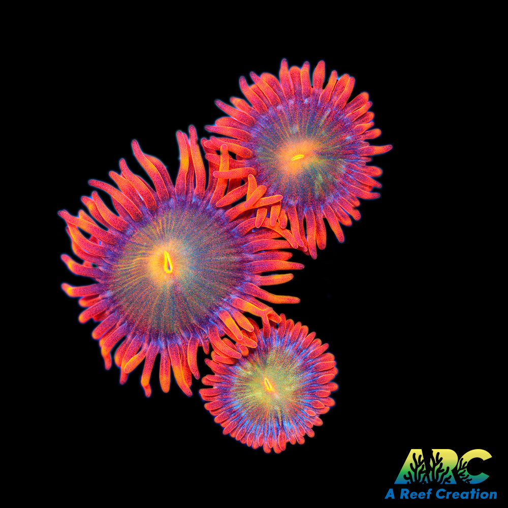 CC Mango Fusion Zoas