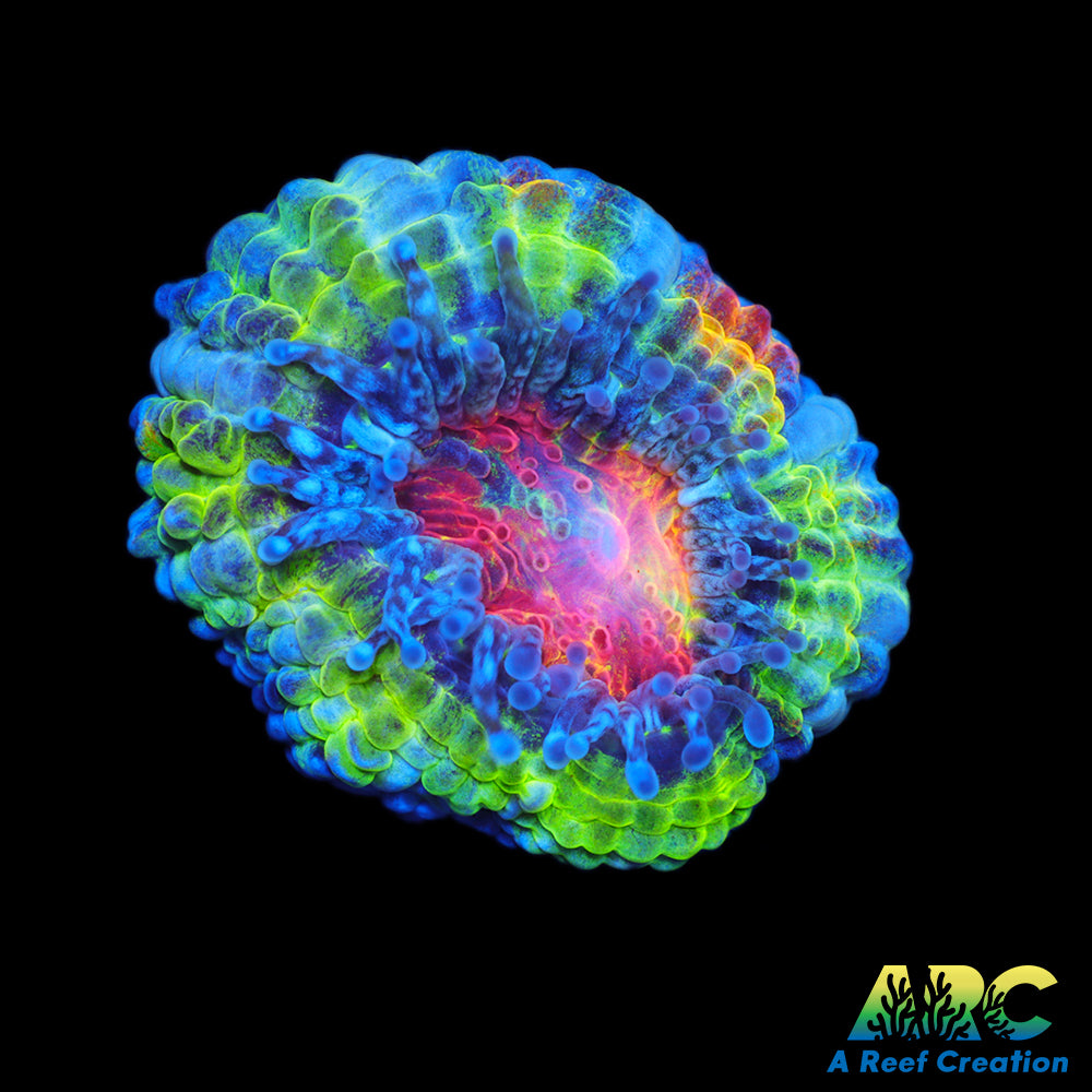 SR Limelight Acan