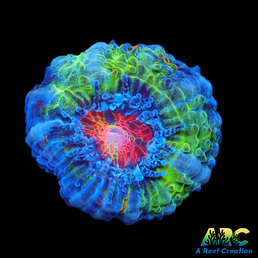 SR Limelight Acan