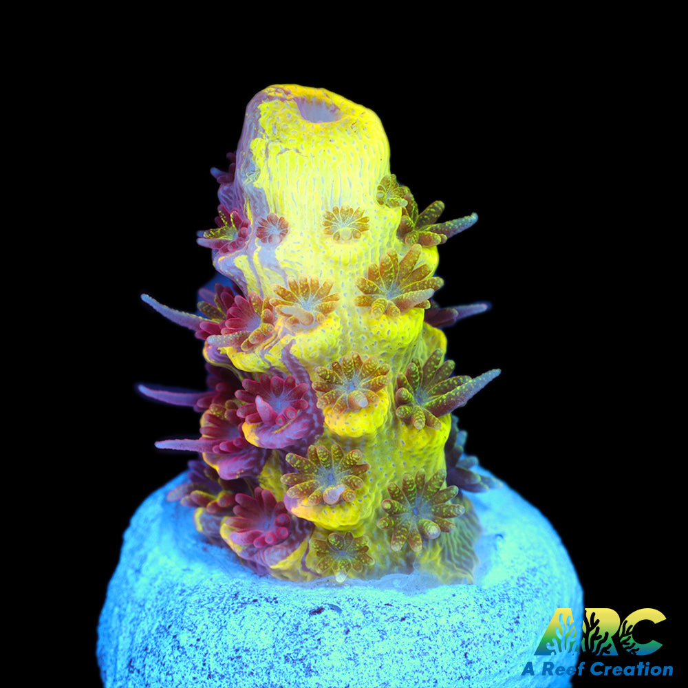 RRC Rainbow Splice