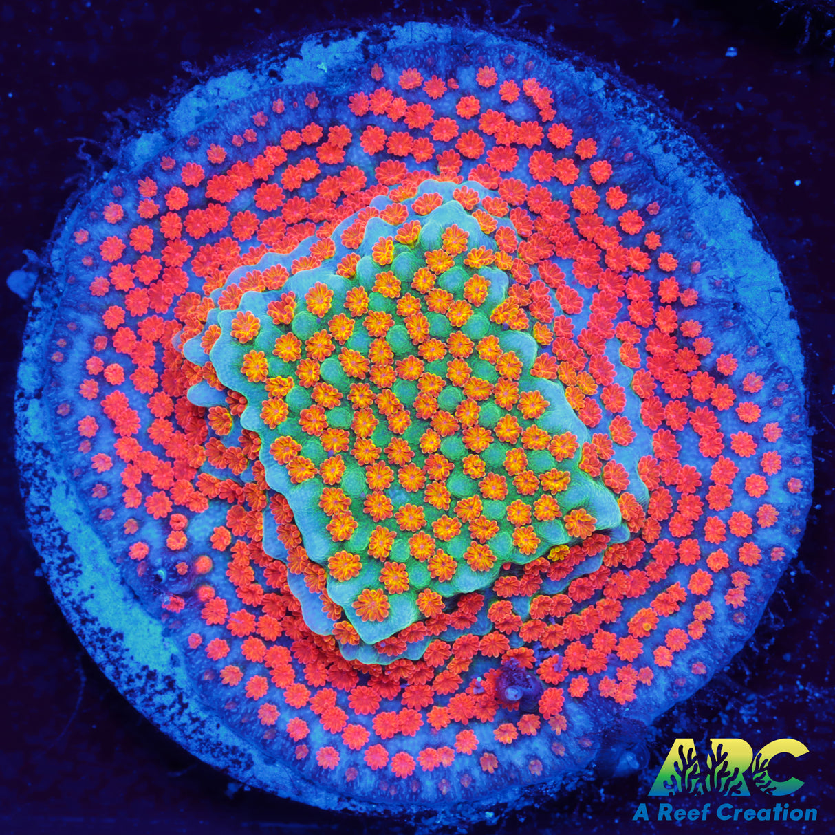 ECC Confused Rainbow Sunset Monti