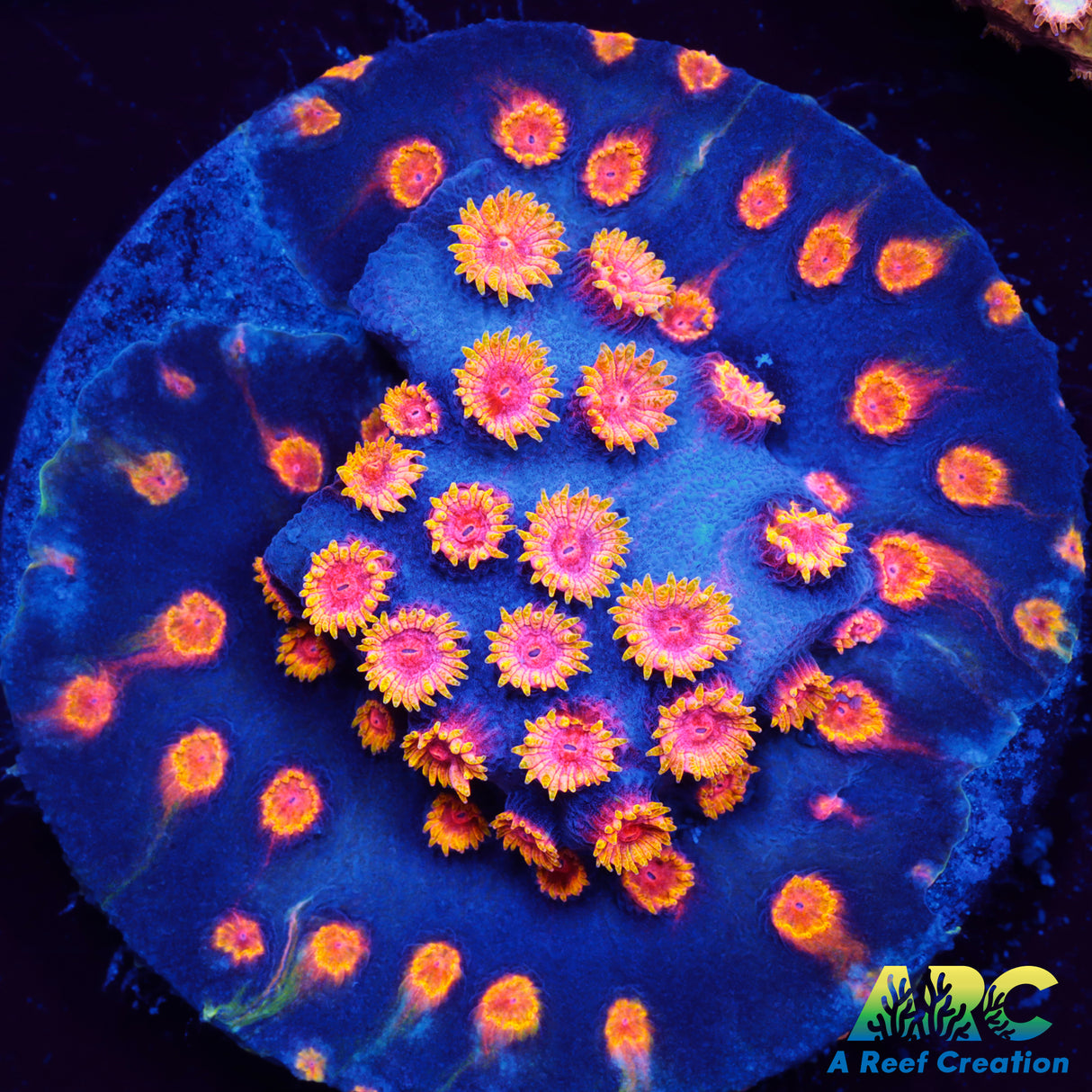 Bizarro Cyphastrea