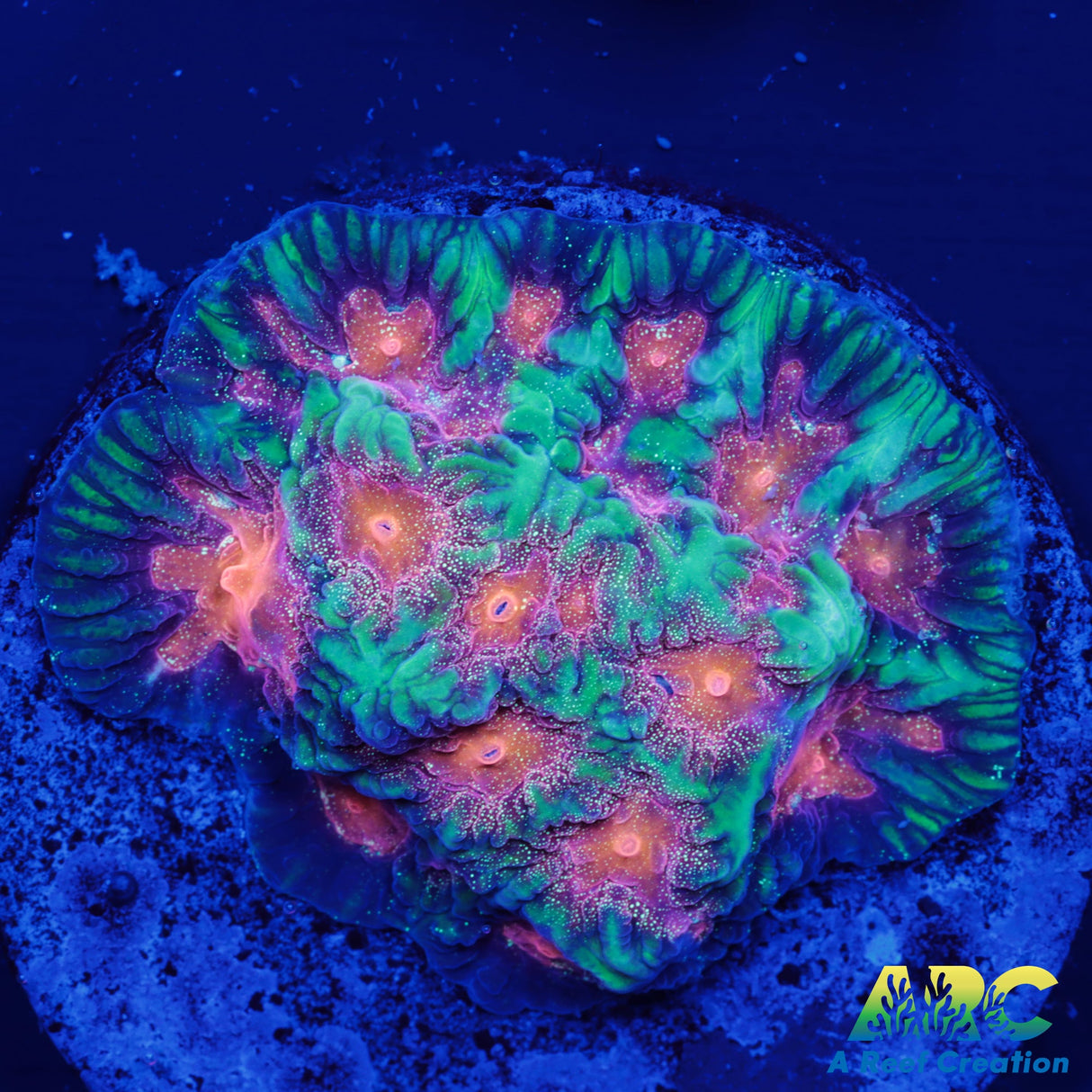 CC Space Cakes Favia