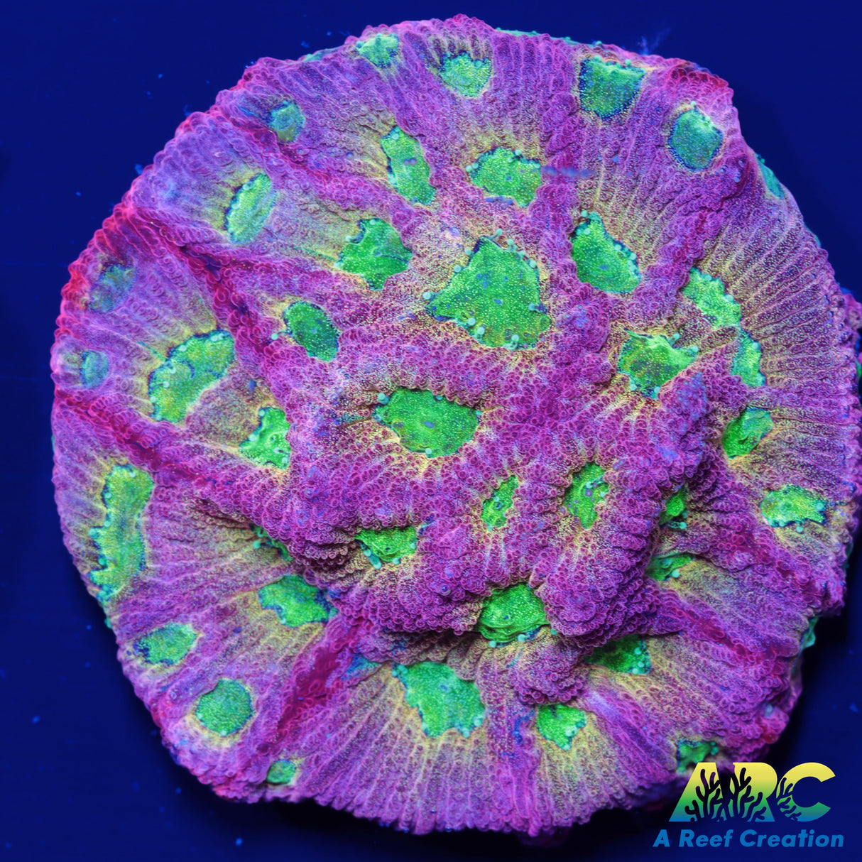 JF Dayglo Favia