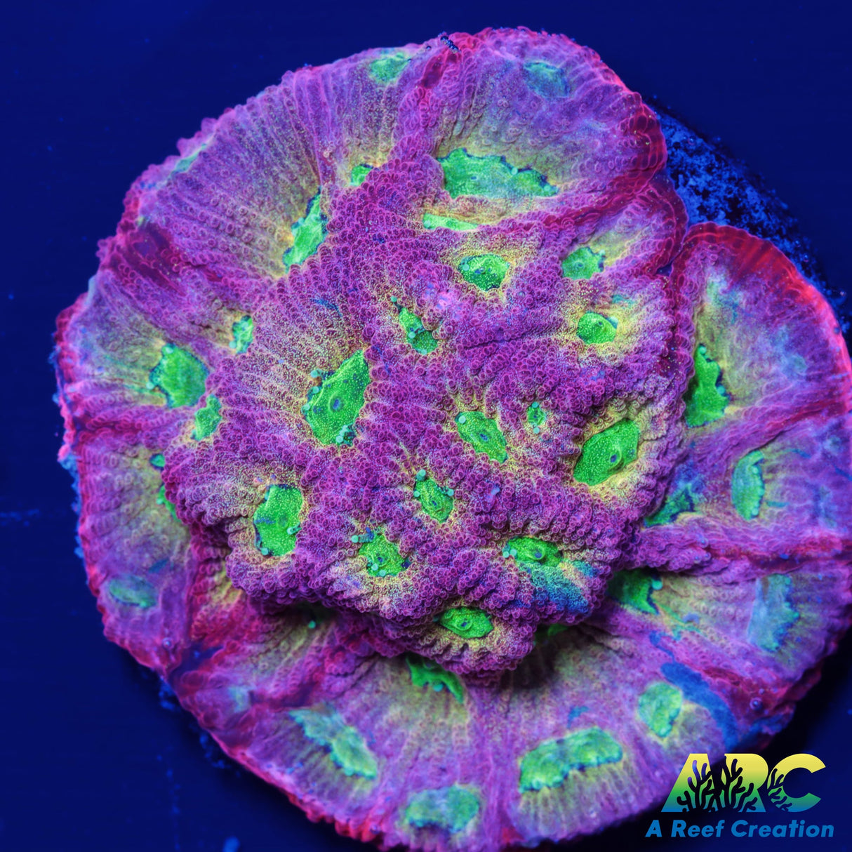 JF Dayglo Favia