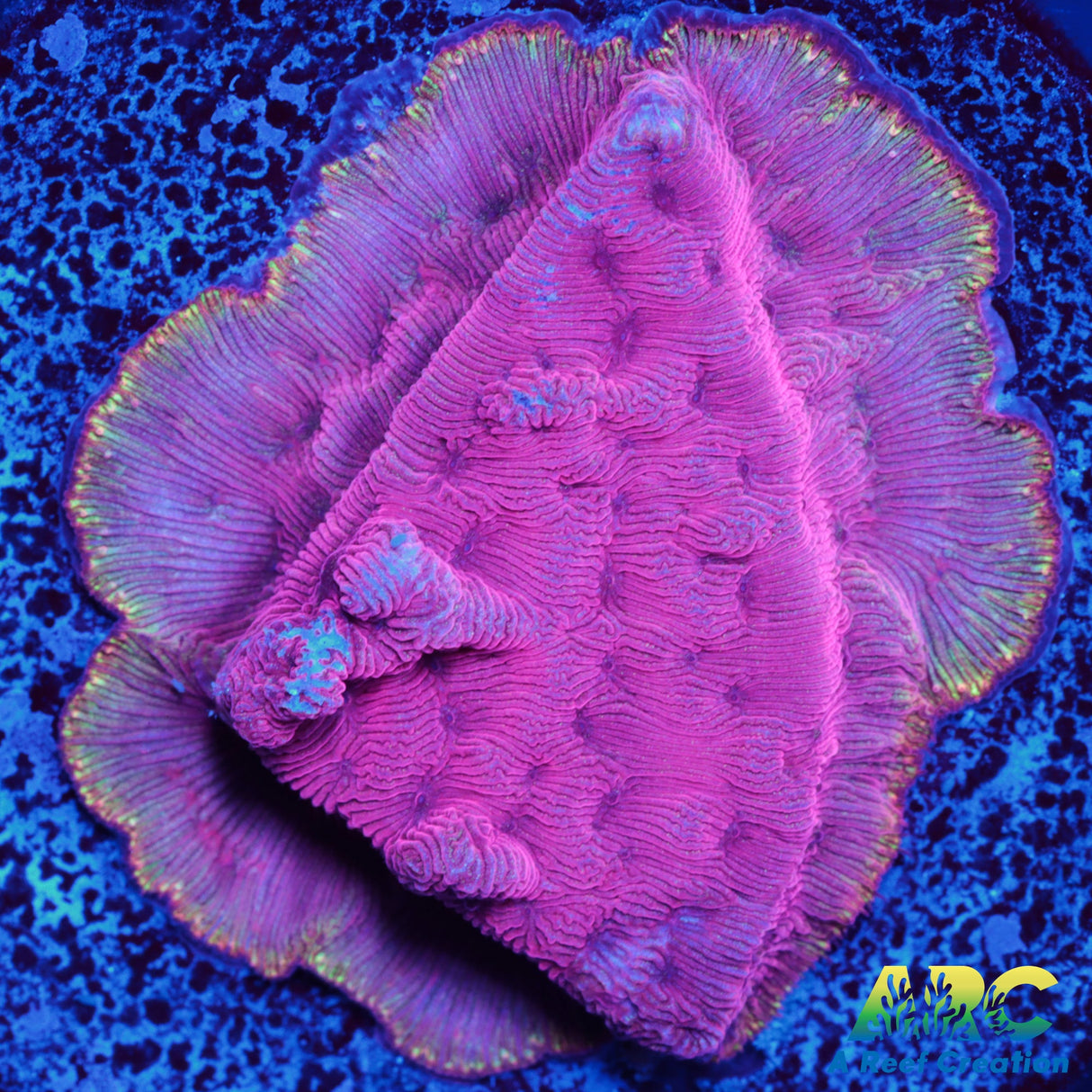 WWC Pink Flamingo Lepto