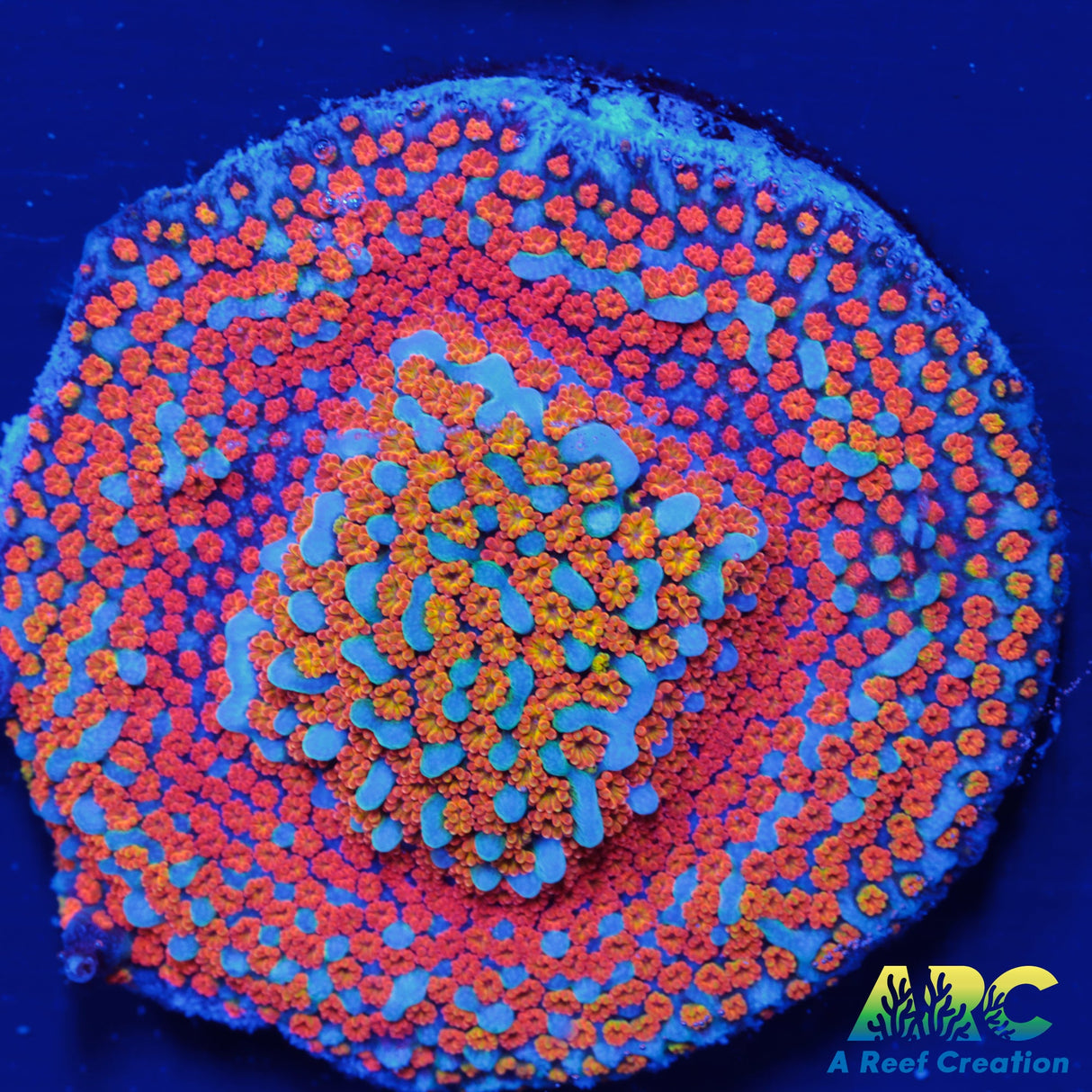 ECC Confused Rainbow Monti