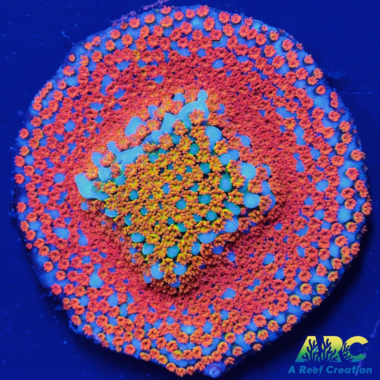 ECC Confused Rainbow Monti