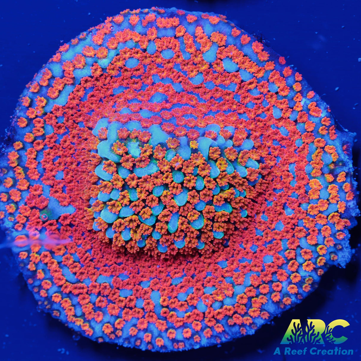 ECC Confused Rainbow Monti