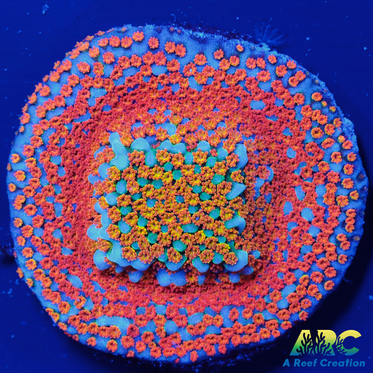 ECC Confused Rainbow Monti