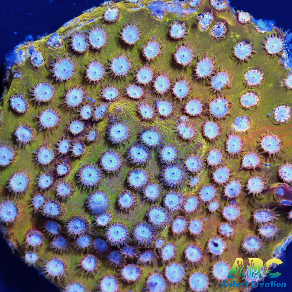 FF Yellow Cyphastrea