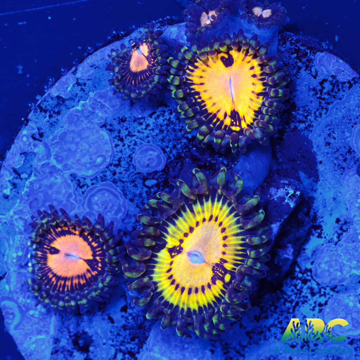 Butt Muncherz Zoa