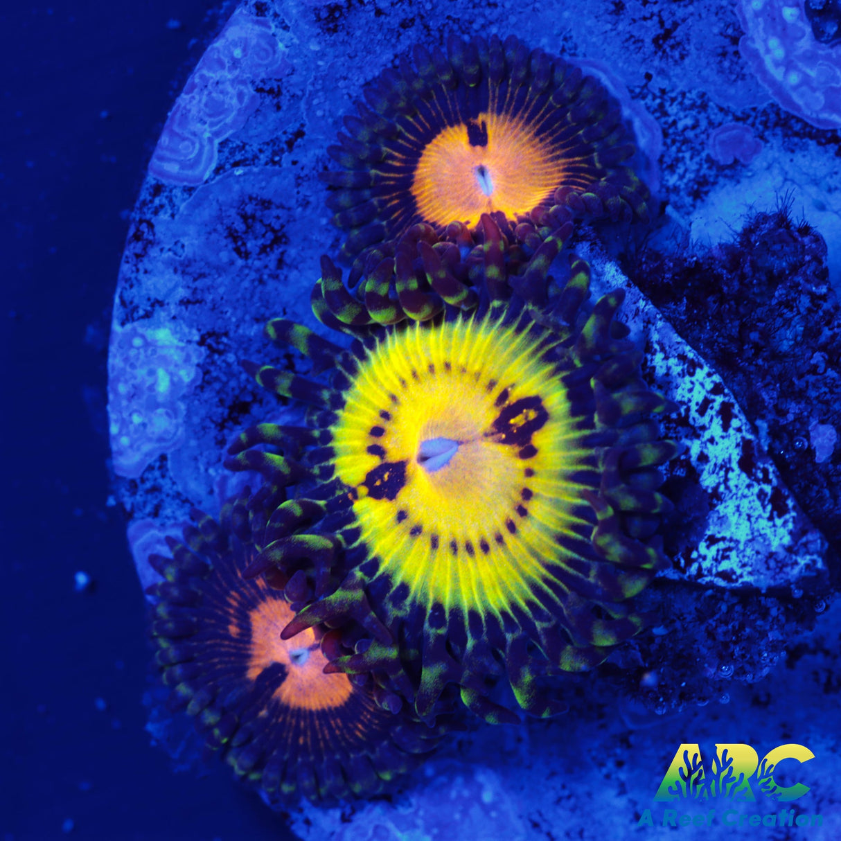 Butt Muncherz Zoa