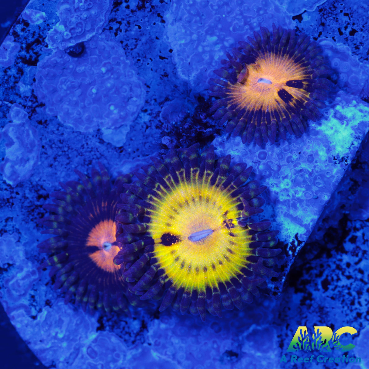 Butt Muncherz Zoa