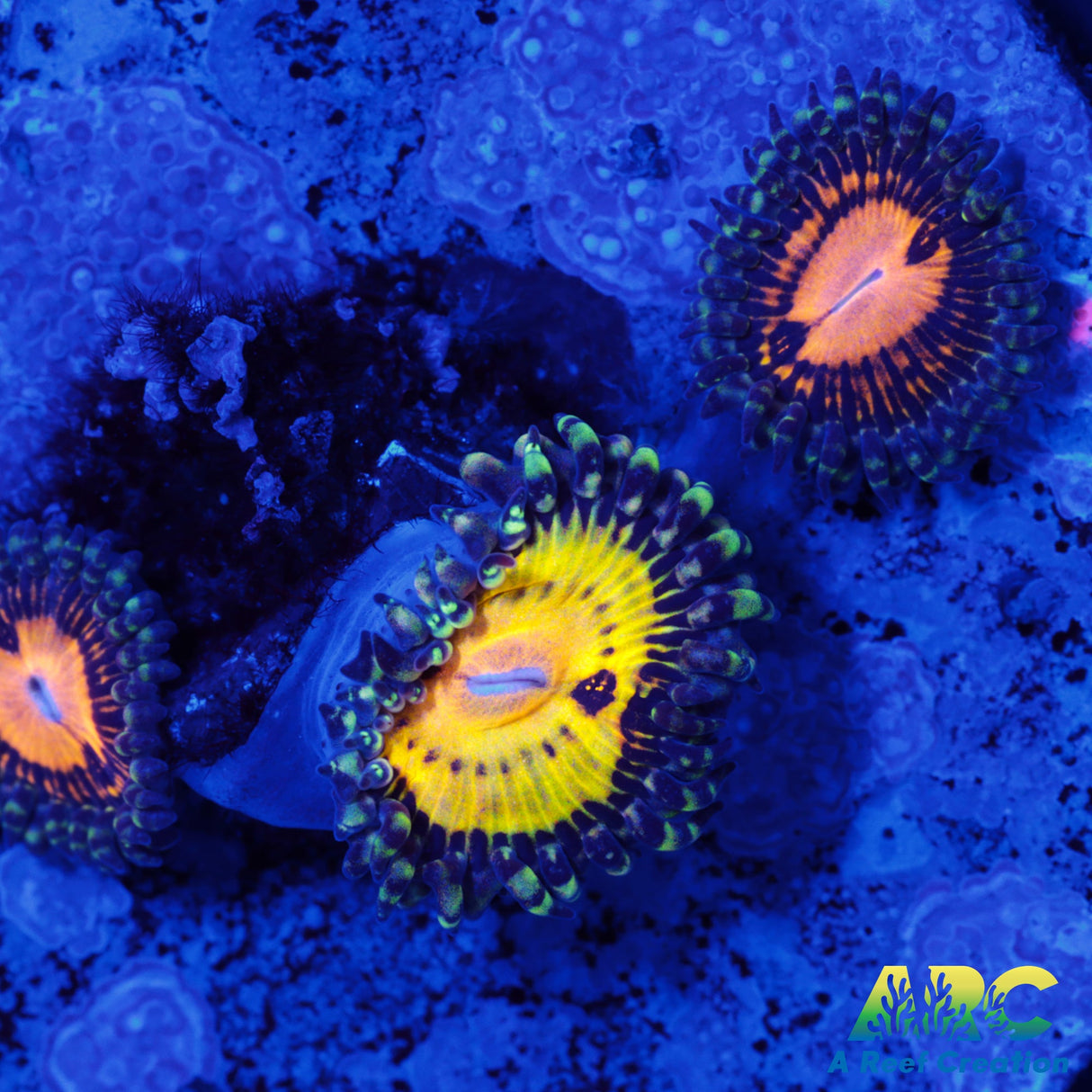Butt Muncherz Zoa