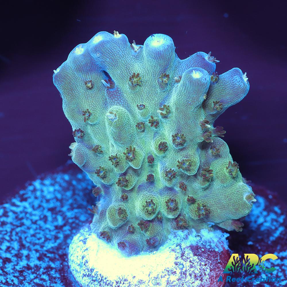 ARC Effflo