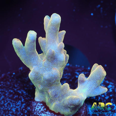 ARC Jaw Faker