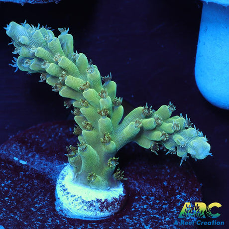 ARC Lime Caddy