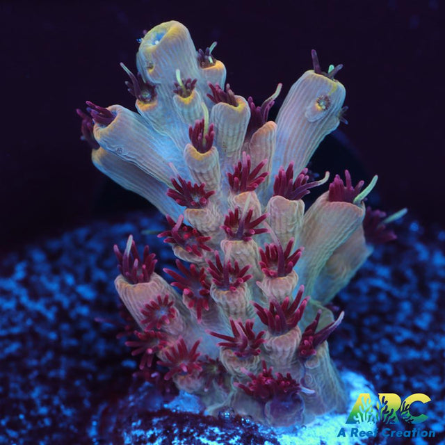 ARC Pomegranate