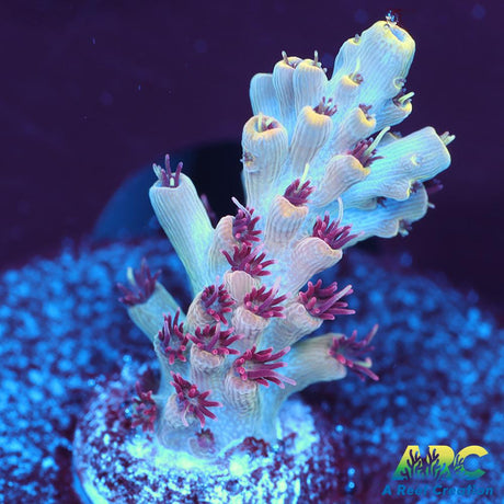 ARC Pomegranate