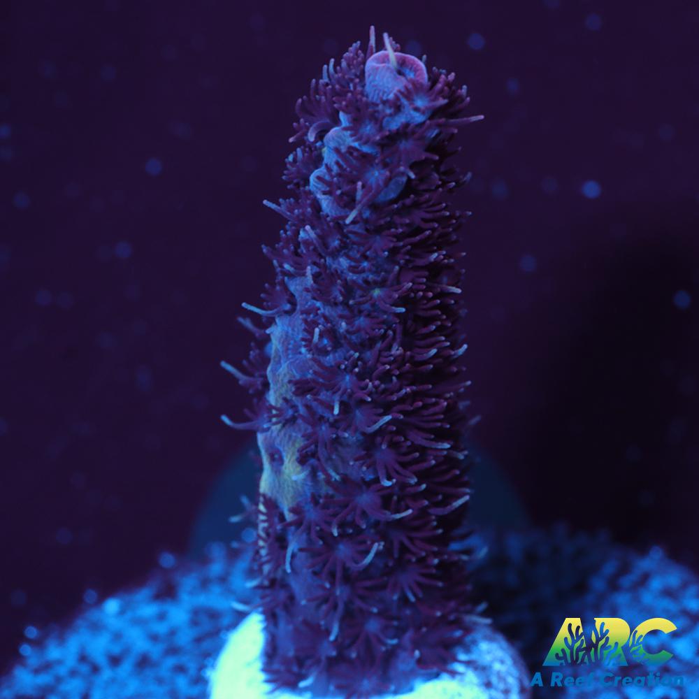 ARC Purple Milli