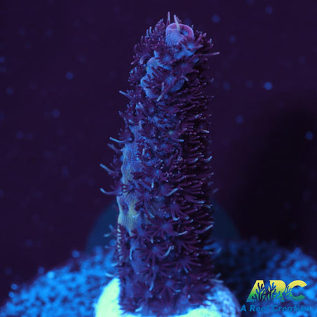 ARC Purple Milli
