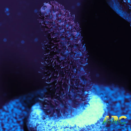 ARC Purple Milli