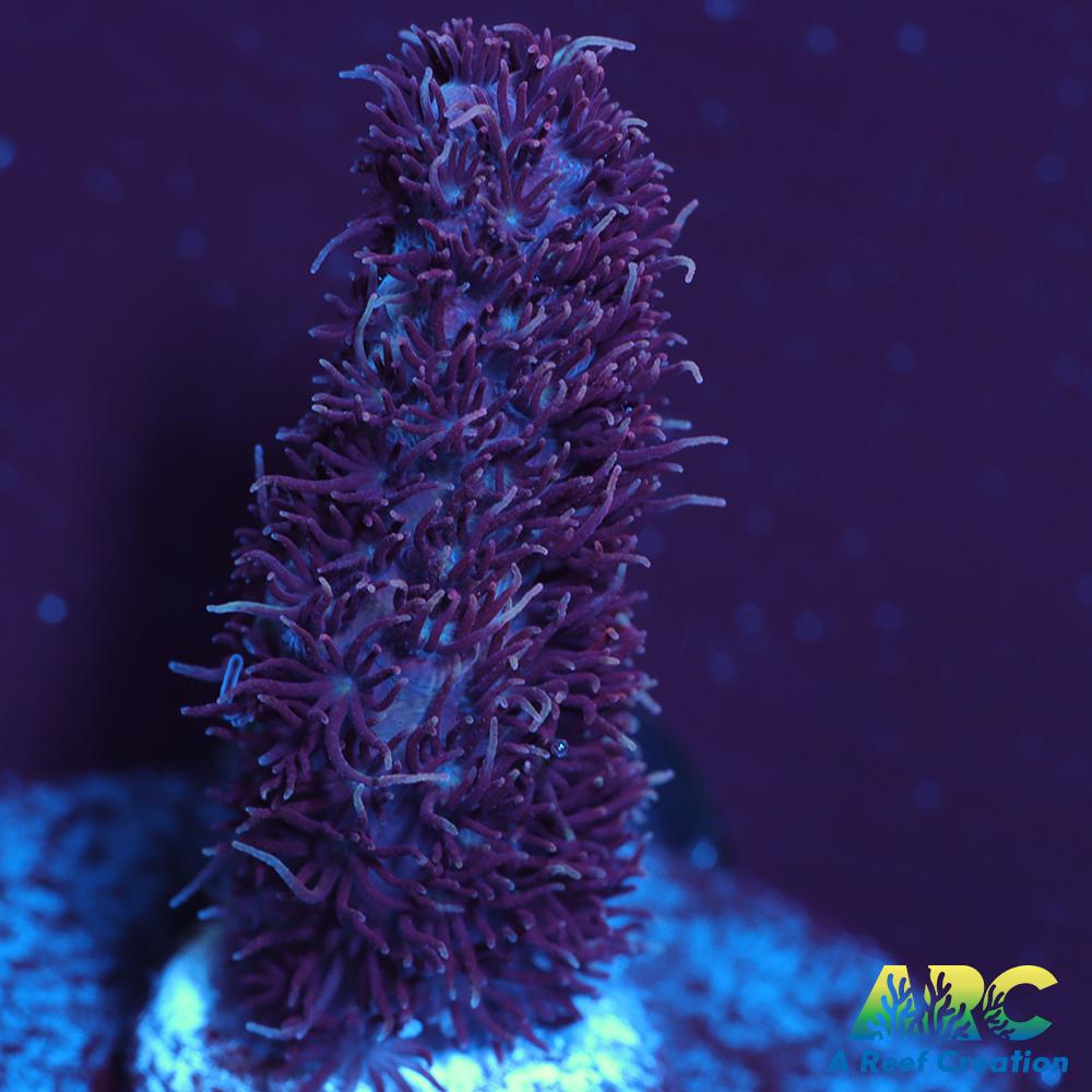 ARC Purple Milli