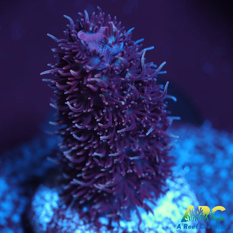 ARC Purple Milli