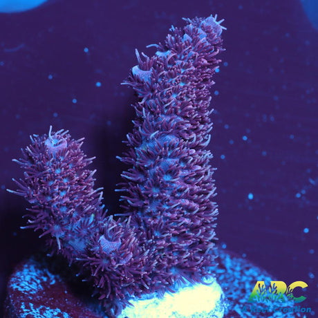 ARC Purple Milli