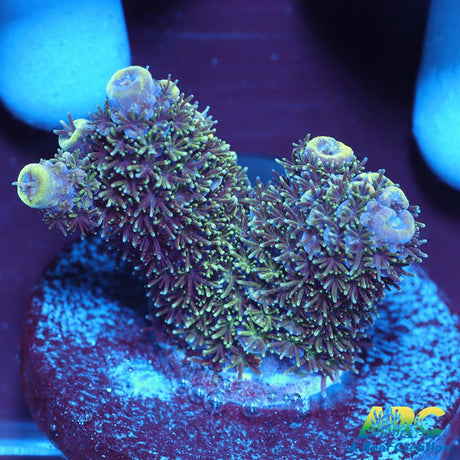 ARC Rainbow Spath