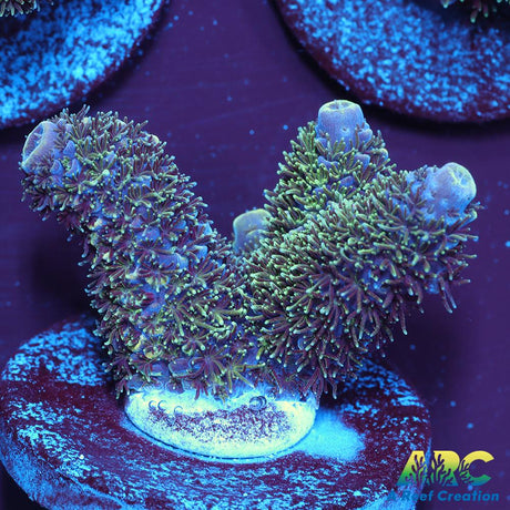 ARC Rainbow Spath