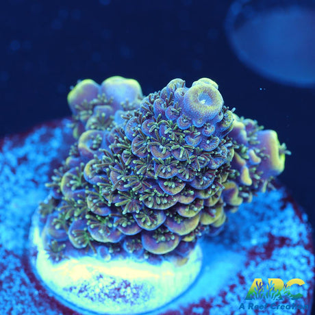 ARC Rainbow Spath