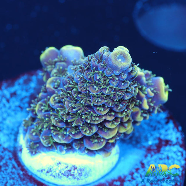 ARC Rainbow Spath