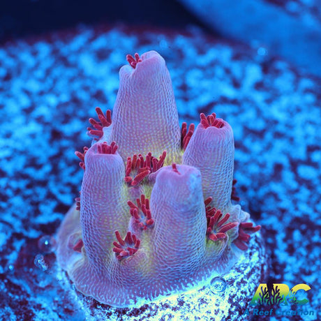 ARC Patrick Star