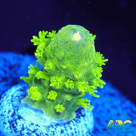 ARC RandyO's Humilis