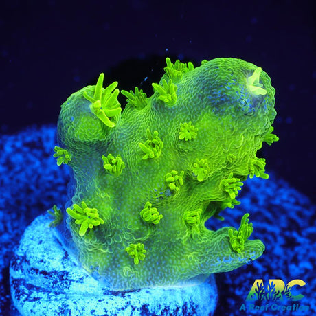 ARC RandyO's Humilis